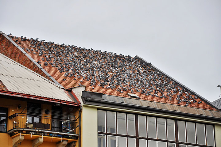 A2B Pest Control are able to install spikes to deter birds from roofs in Blyth. 