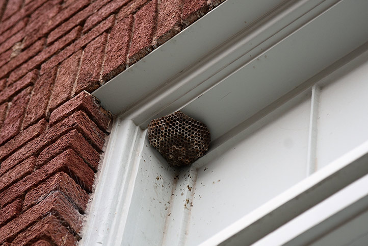 We provide a wasp nest removal service for domestic and commercial properties in Blyth.